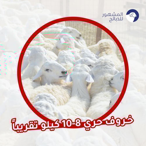 خروف حري الوزن 8-10 كيلو تقريباً