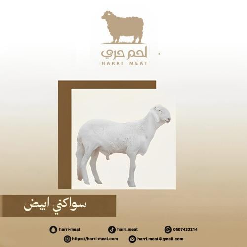 سواكني ابيض 7 شهور (تربيه)