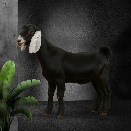 تيس بلدي عارضي 10 - 12 كيلو