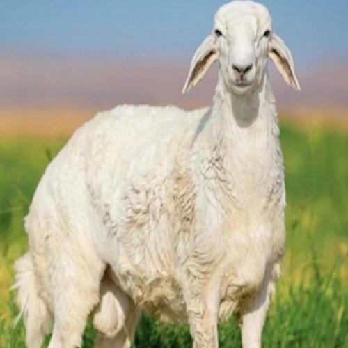 ذبيحة العيد / حري