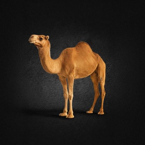 حاشي حوار بلدي كامل ( 65 - 70 كيلو )