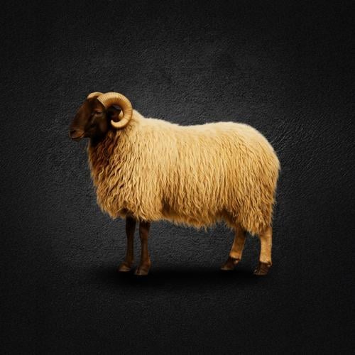 نص ذبيحة نعيمي