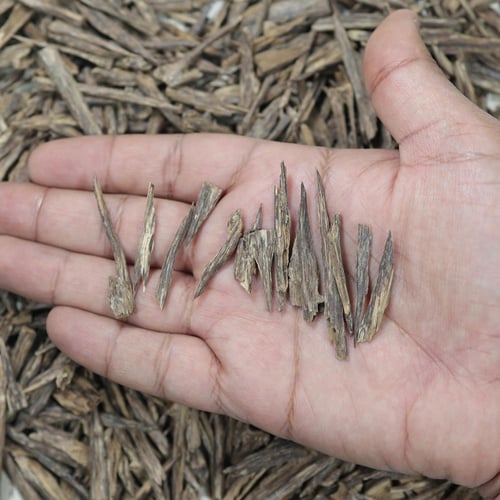هندي فاخر (أعواد صغيرة / سلا)