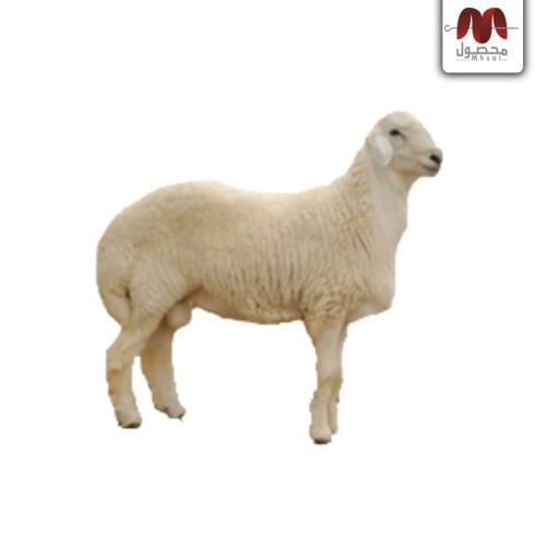 حري الطايف لبااني او هرفي