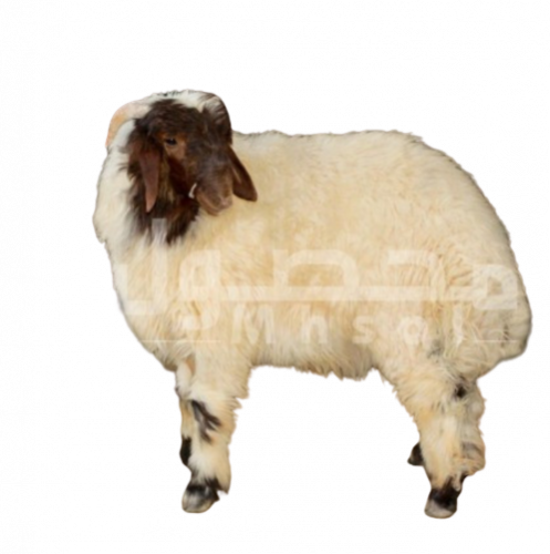 نعيمي بلدي جذع