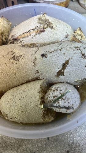 خلايا سدر جبلي حر