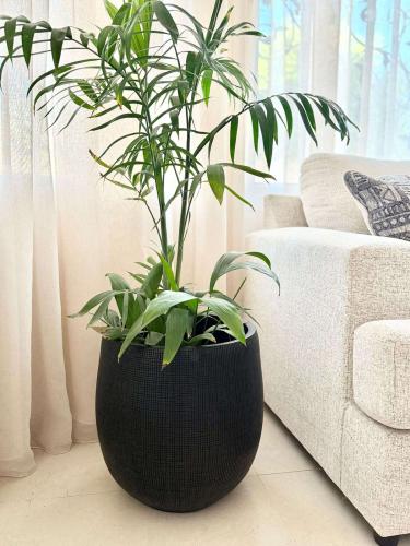 أحواض زرع تكستورا - لون أسود بتصميم موزاييك