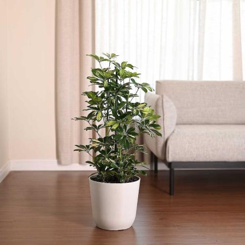 حوض زرع باليرمو أبيض