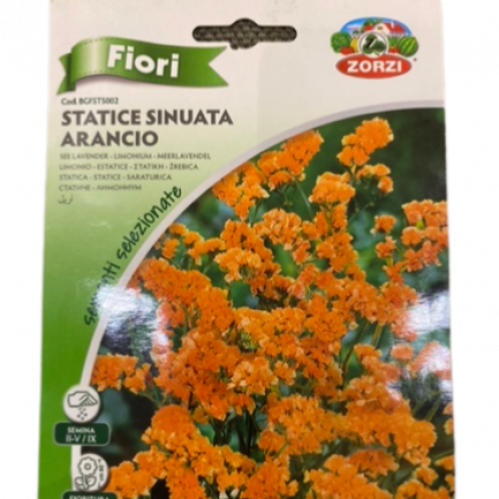 بذور أريل(زهور زينة)