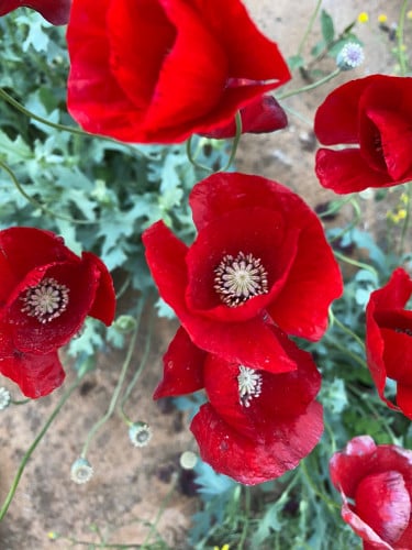 بذور ديدحان أحمر