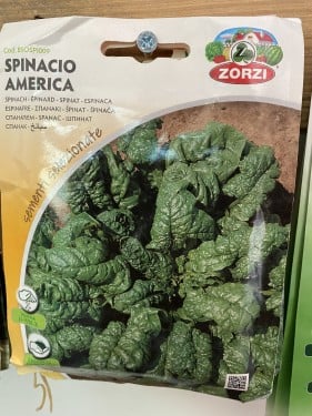 بذور سبانخ