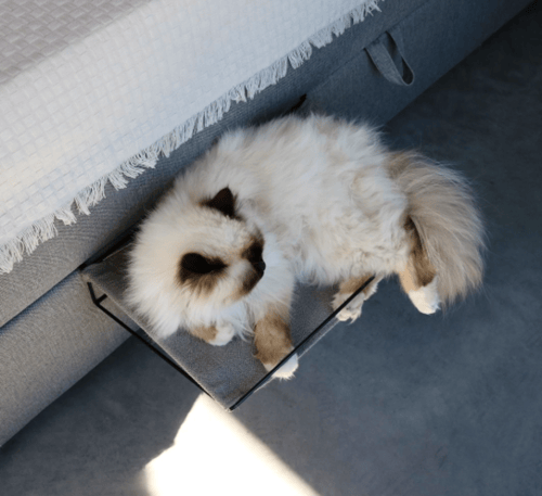 دي اند دي هوم اوليفر سرير للقطط- رمادي