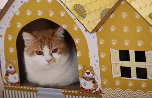 بيت للقطط من الكرتون