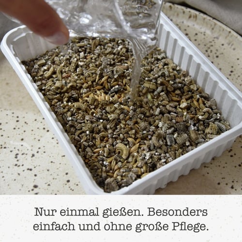 جيم كات طعام بالأعشاب للقطط 150 غ