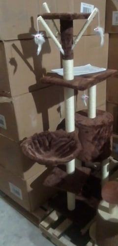 خداشة قطط مع السلم