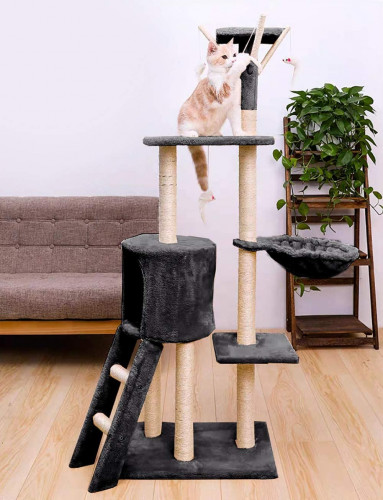 خداشة قطط مع السلم