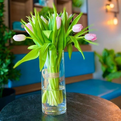 فازة توليب السلام