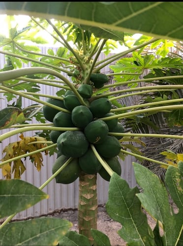 بابايا رد ليدي 25 جرام