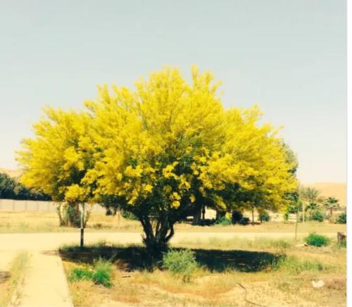 شتلات باركنسونيا