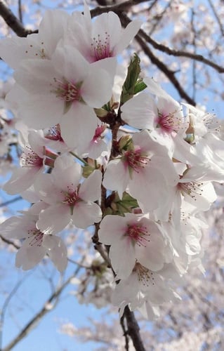 شتلات لوز الباحه البلدي طول حوالي متر