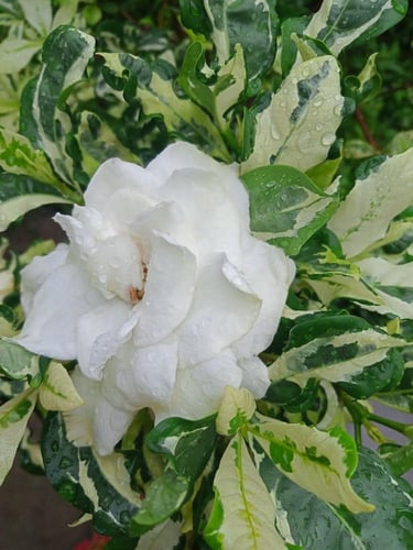 شتلات جاردينيا مبرقش