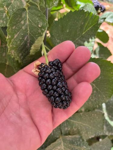 شتلات توت متسلق جاينت كولومبيا ( توت كولومبيا العم...