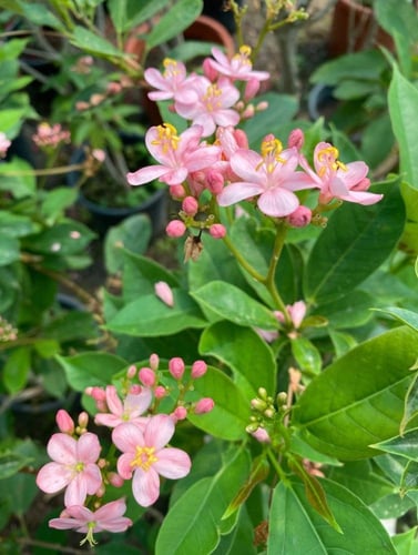 شتلات جاتروفيا بنك