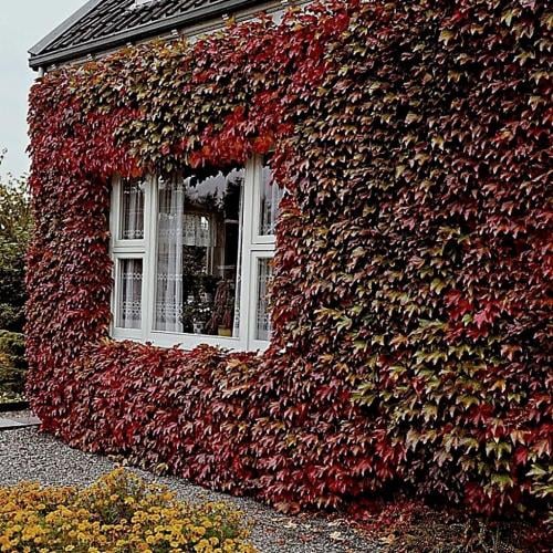 شتلات متسلقة اللبلاب الامريكي Virginia Creeper