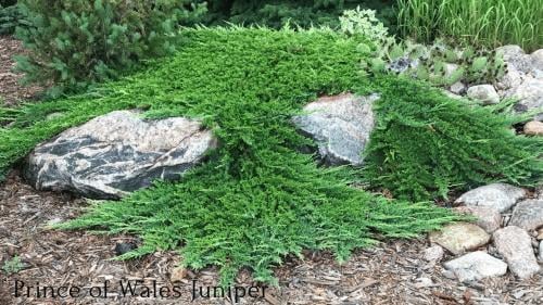 Japanese creeping juniper