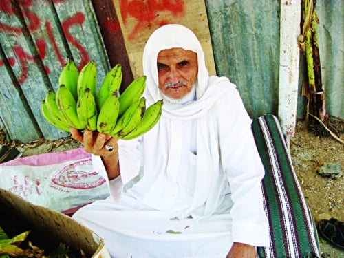 شتلات موز ذي عين الشهير الموز الجبلي