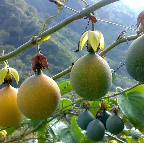 شتلات فاكهة جراناديلا