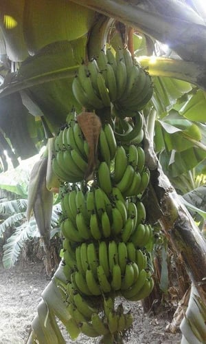 شتلات موز قراند ناين