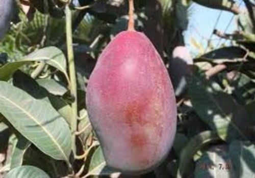 شتلات مانجو اوستن صغير