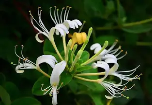 شتلات ياسمين عراقي متسلق لونين