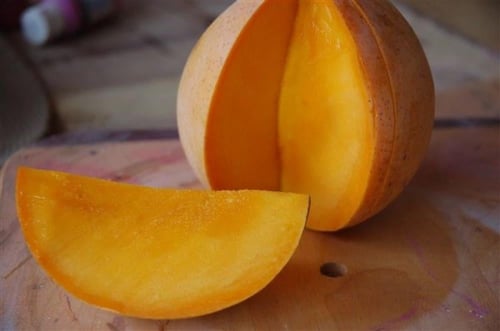 شتلات مانجو R2E2 كبير