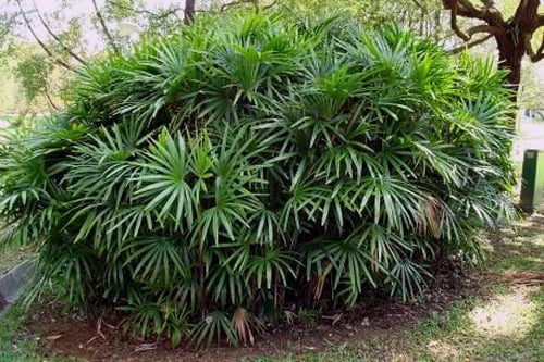 شتلات نخيل الرابس Rhapis excelsa
