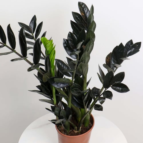 شتلات زاميا اسود بلاك ريفن داخلي