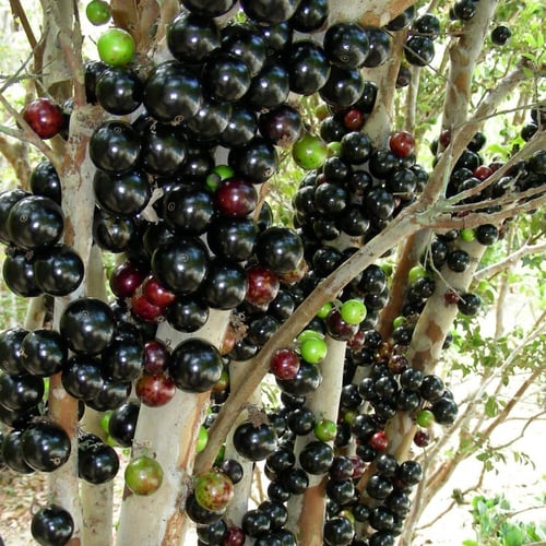 شتلات عنب برازيلي Jabuticaba