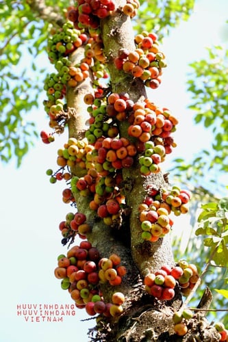 شتلات فاكهة الجميز