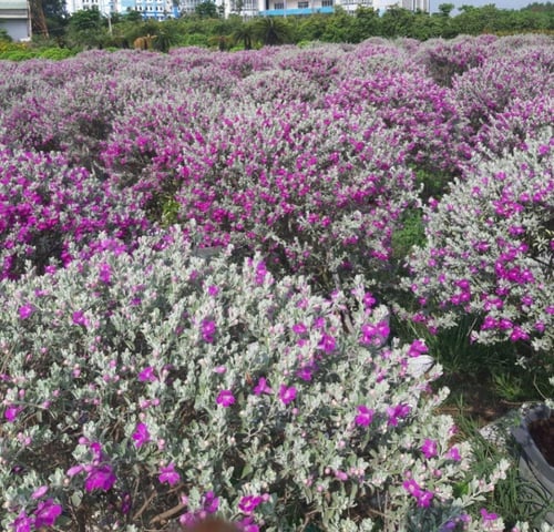 شتلات ميرميه فضيه ليوكوفيلوم