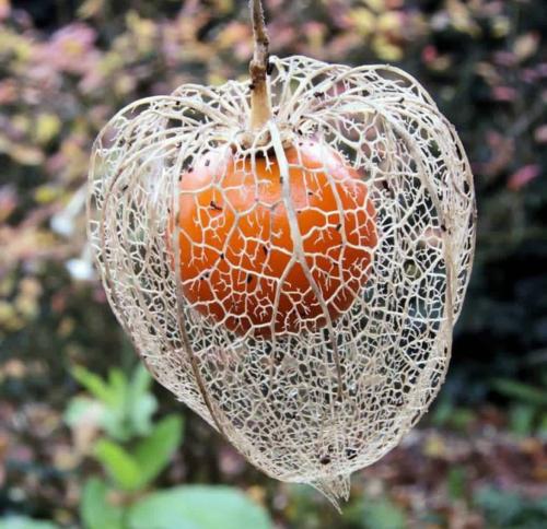 شتلات فاكهة الحرنكش