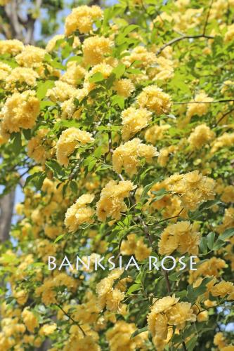 ورد متسلق ليدي بانكس اصفر