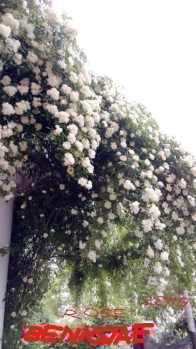 شتلات روزا بانكسيا ابيض