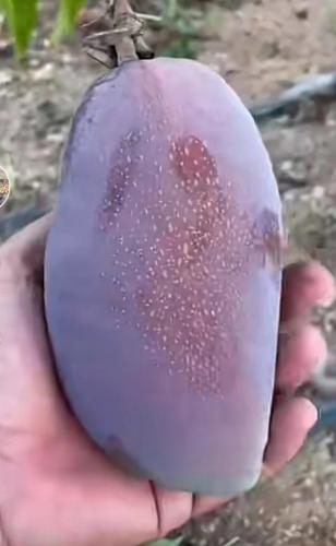 شتلات مانجو الامبراطور كبير