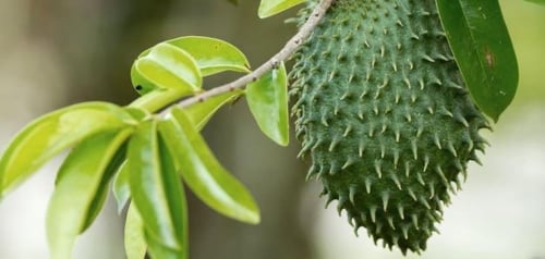 شتلات قشطة جرافيولا graviola