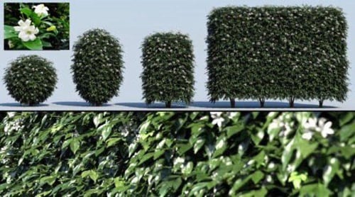 شتلات ياسمين مورايا