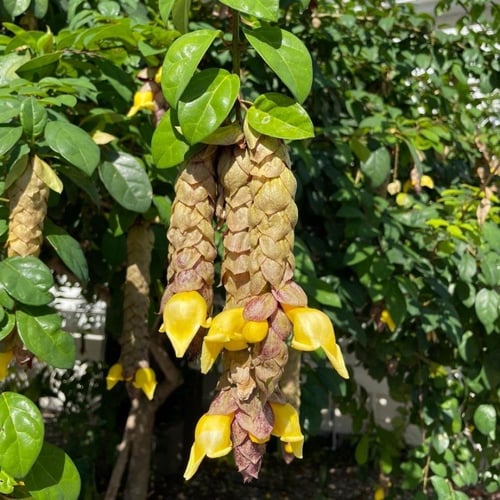 شتلات شجيرة منقار الببغاء Gemelina Philippinesis ص...