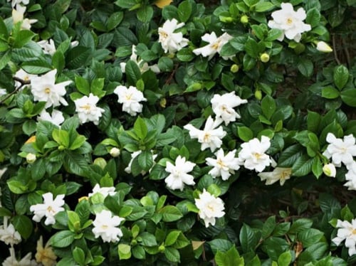 شتلات جاردينيا عطريه Gardenia Jasminoides