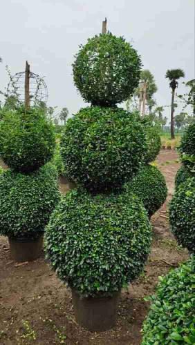 شتلات كرمونا ريتوسا