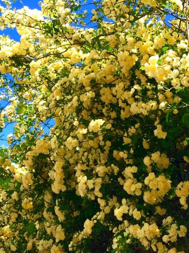 ورد متسلق ليدي بانكس اصفر